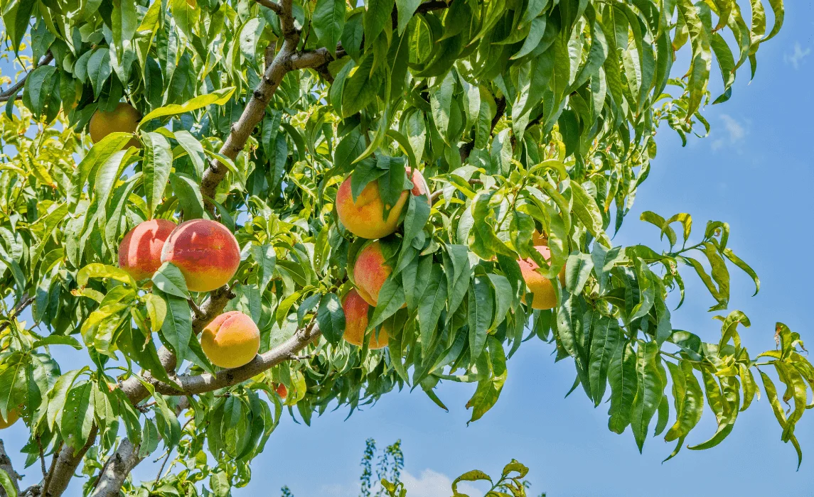 Peach Tree (Prunus persica)
