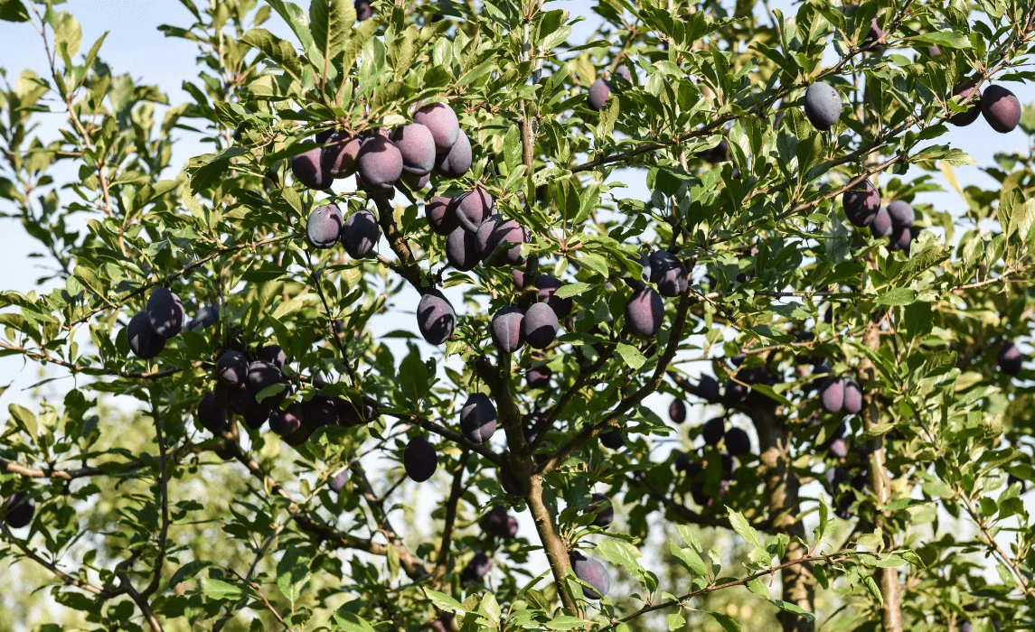 Plum Tree (Prunus domestica / Prunus salicina)