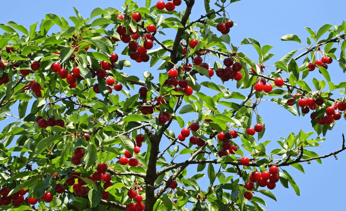 Cherry Tree (Prunus avium / Prunus cerasus)