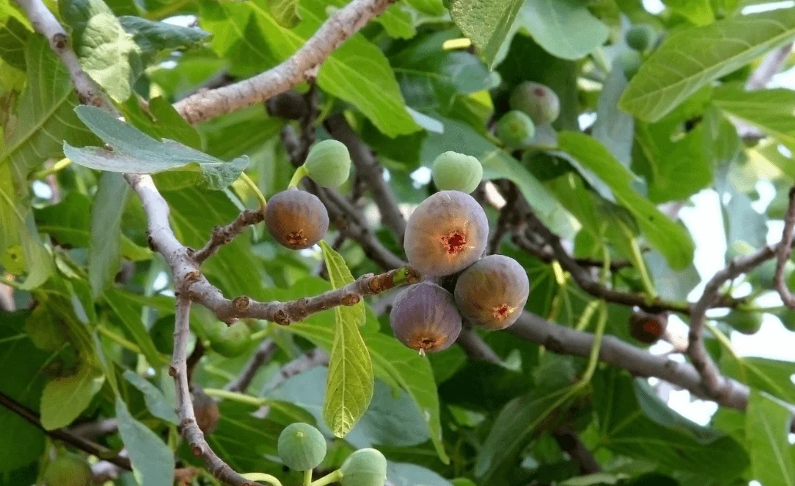 Fig Tree (Ficus carica)