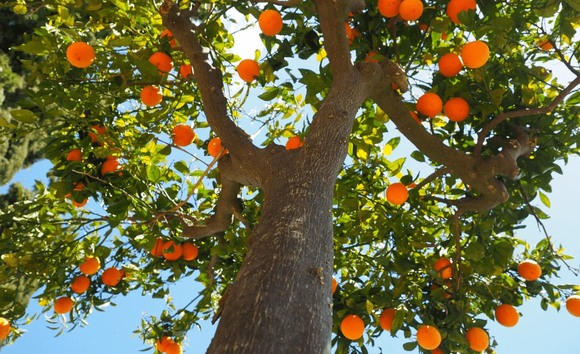 Orange Tree (Citrus sinensis)