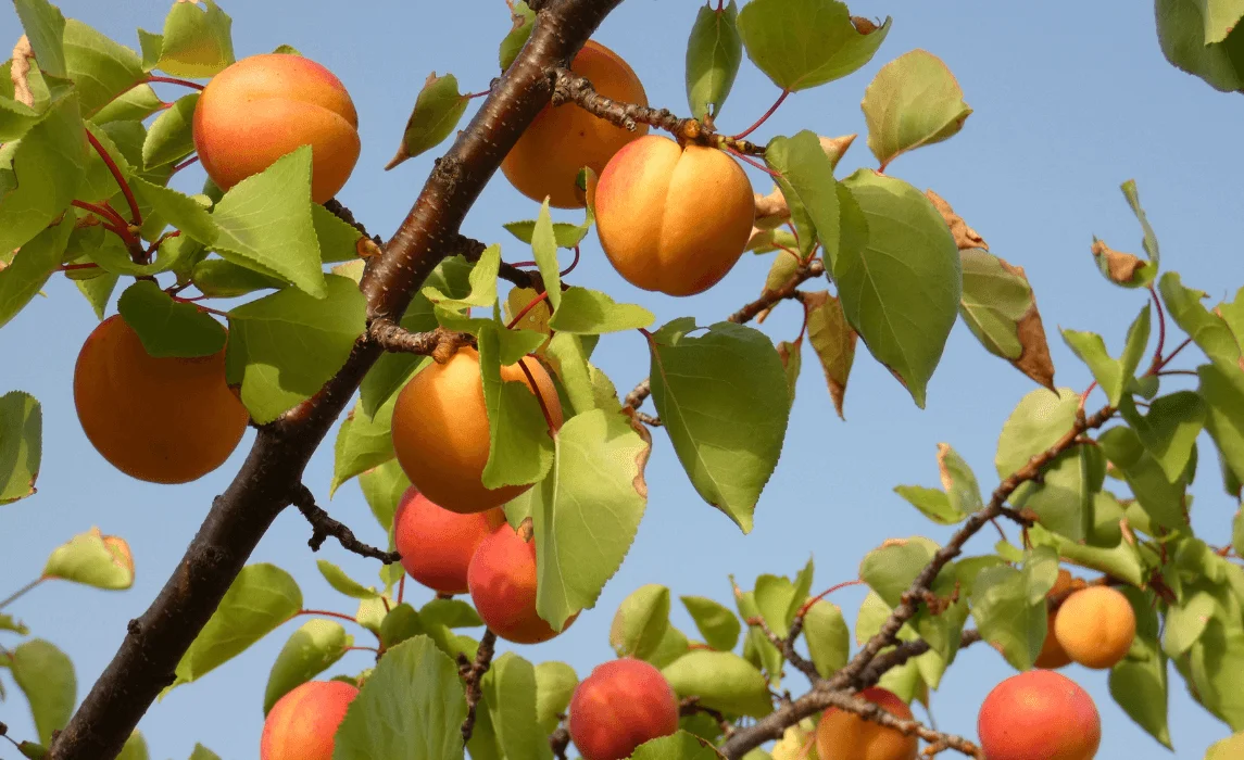 Apricot Tree (Prunus armeniaca)