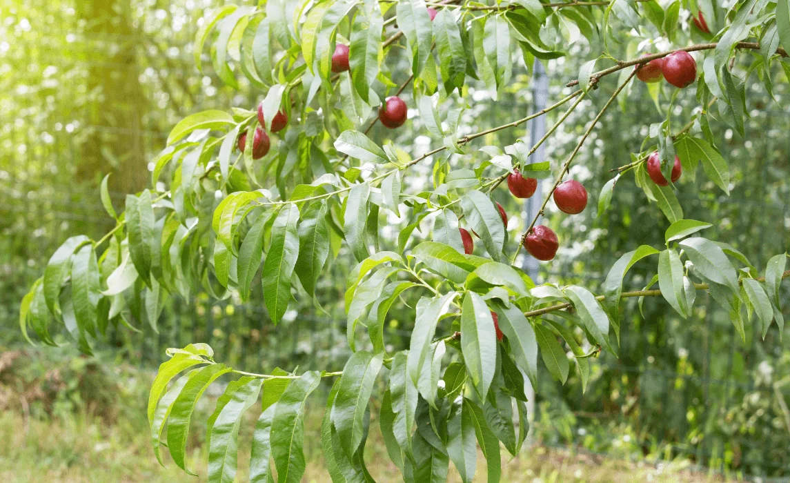 Nectarine Tree (Prunus persica var. nucipersica)