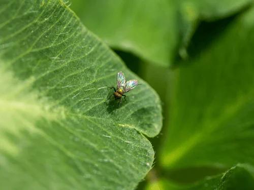Common Garden Pests Every Gardener Should Know for Better Pest Control