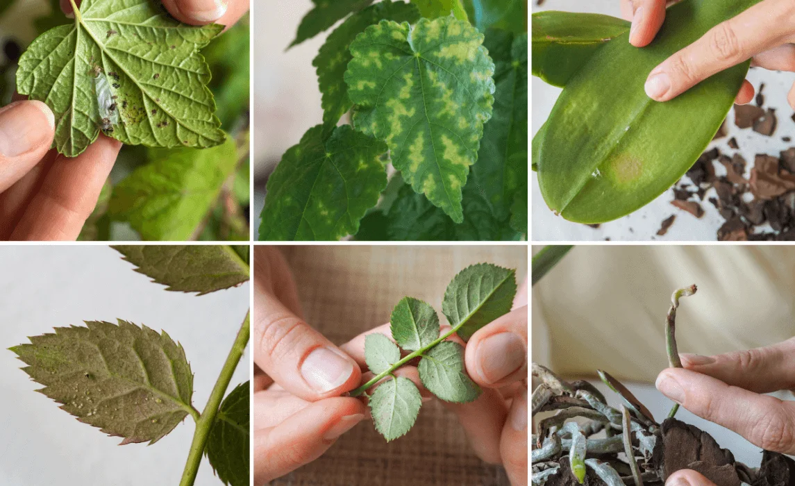 Common Garden Pests Every Gardener Should Know for Better Pest Control