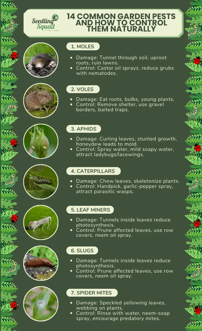 14 Common Garden Pests and How to Get Rid of Them infographic