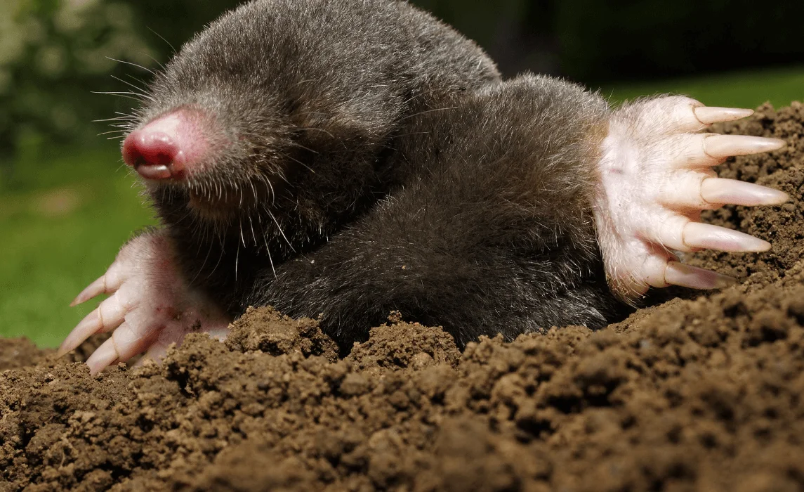Moles closeup
