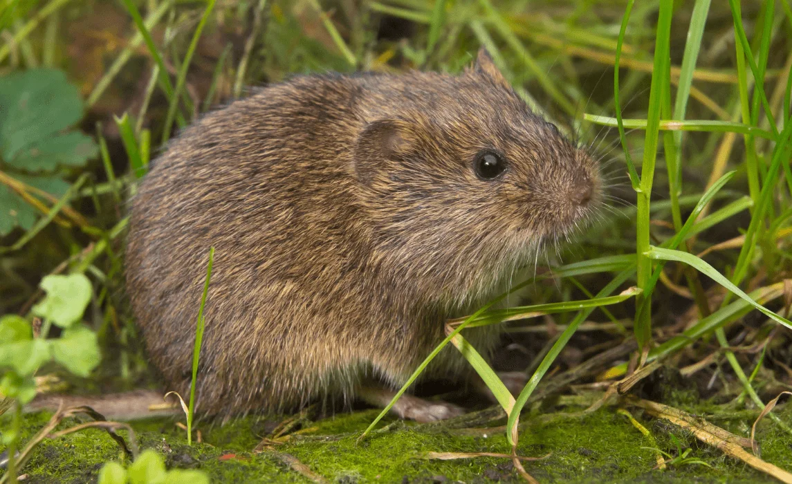 Voles closeup