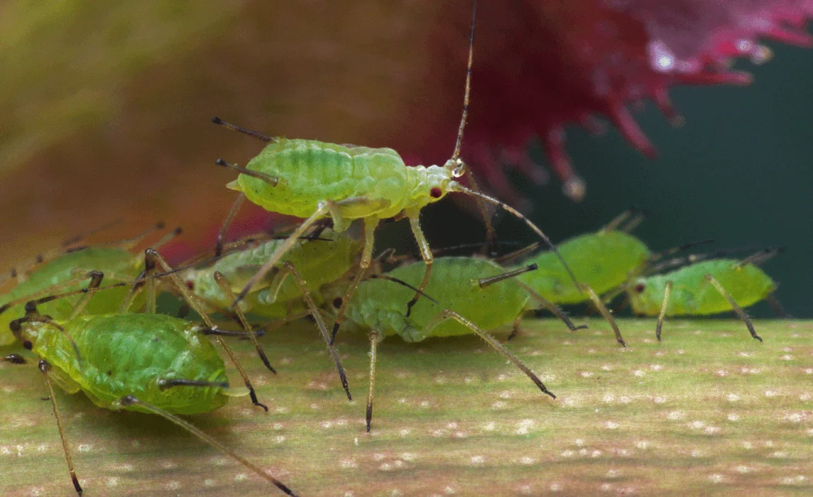 Aphids closeup