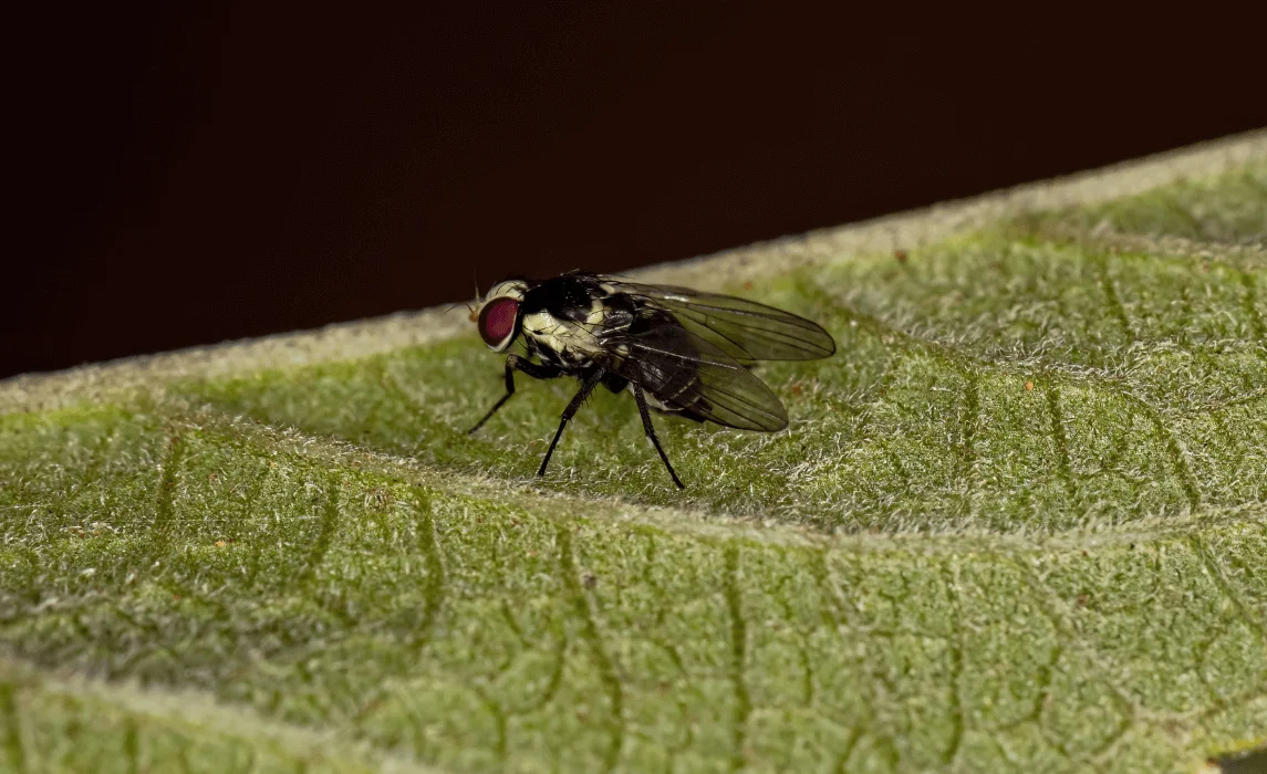 Leaf Miners closeup