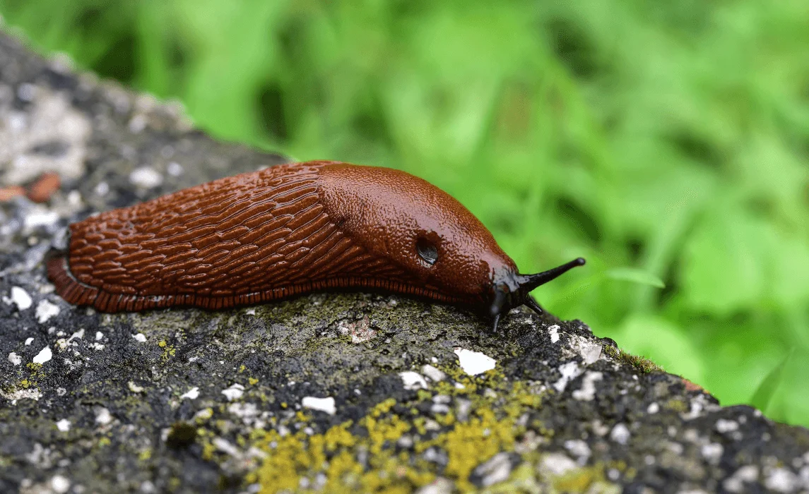 Slugs closeup