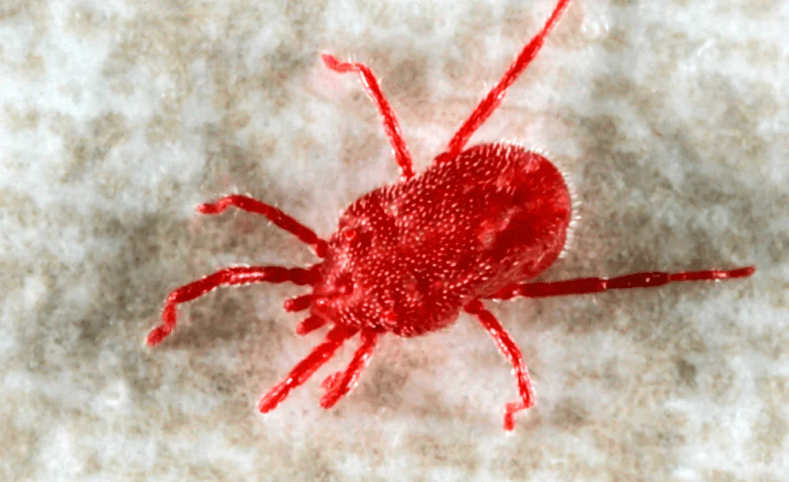 Spider Mites closeup