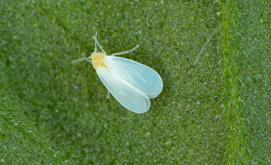 Whiteflies closeup