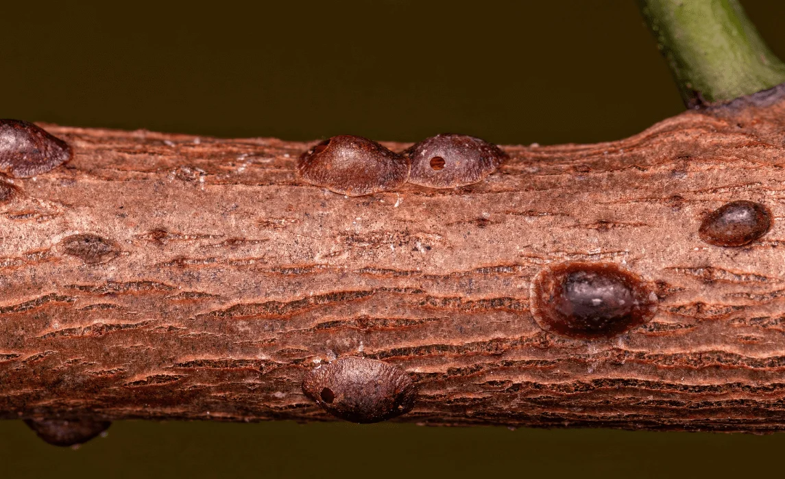 Scale Insects closeup