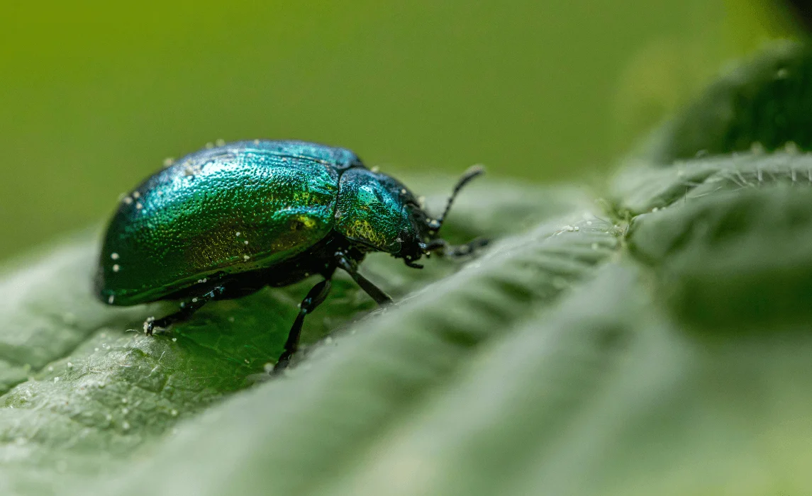 Flea Beetles closeup