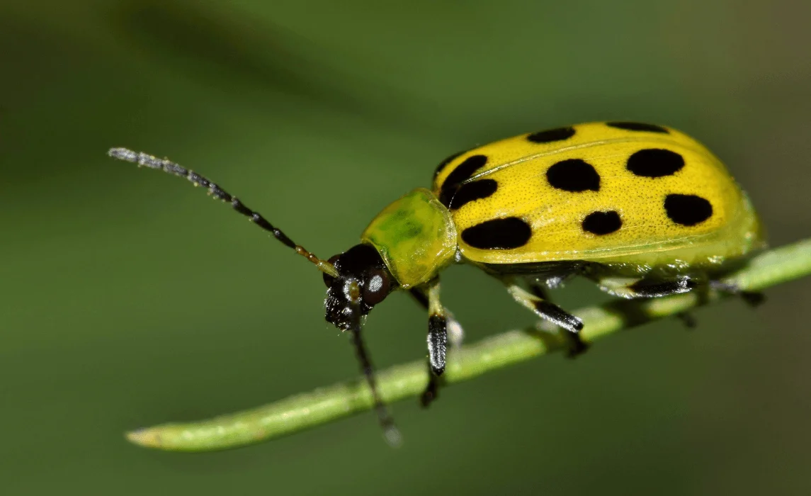 Cucumber Beetles closeup