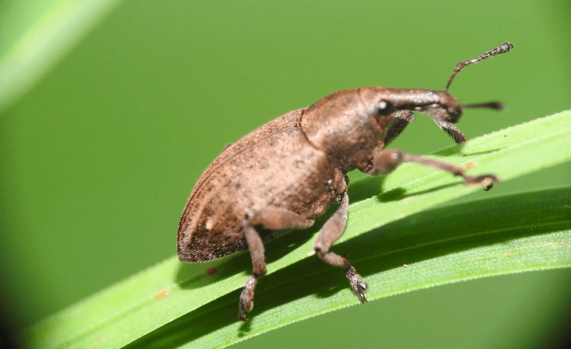 Weevils closeup