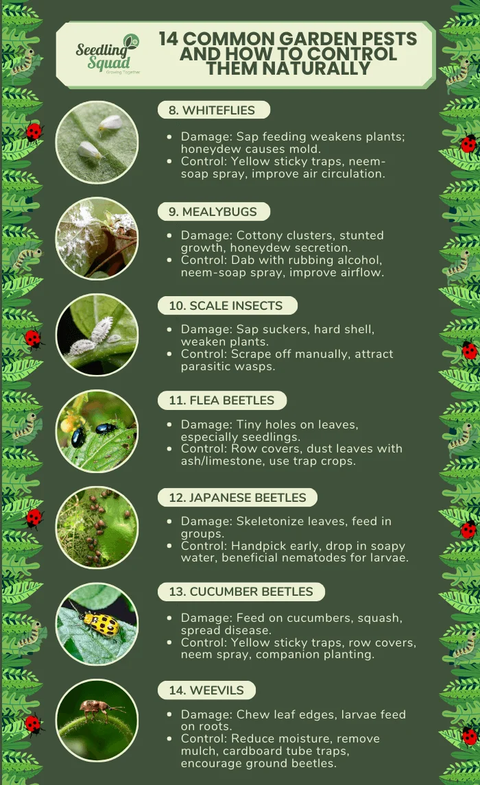 14 Common Garden Pests and How to Get Rid of Them infographic