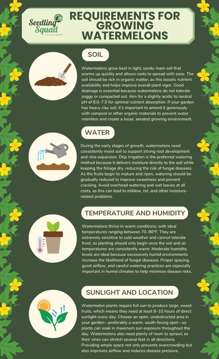 Requirements for Growing Watermelons infographic