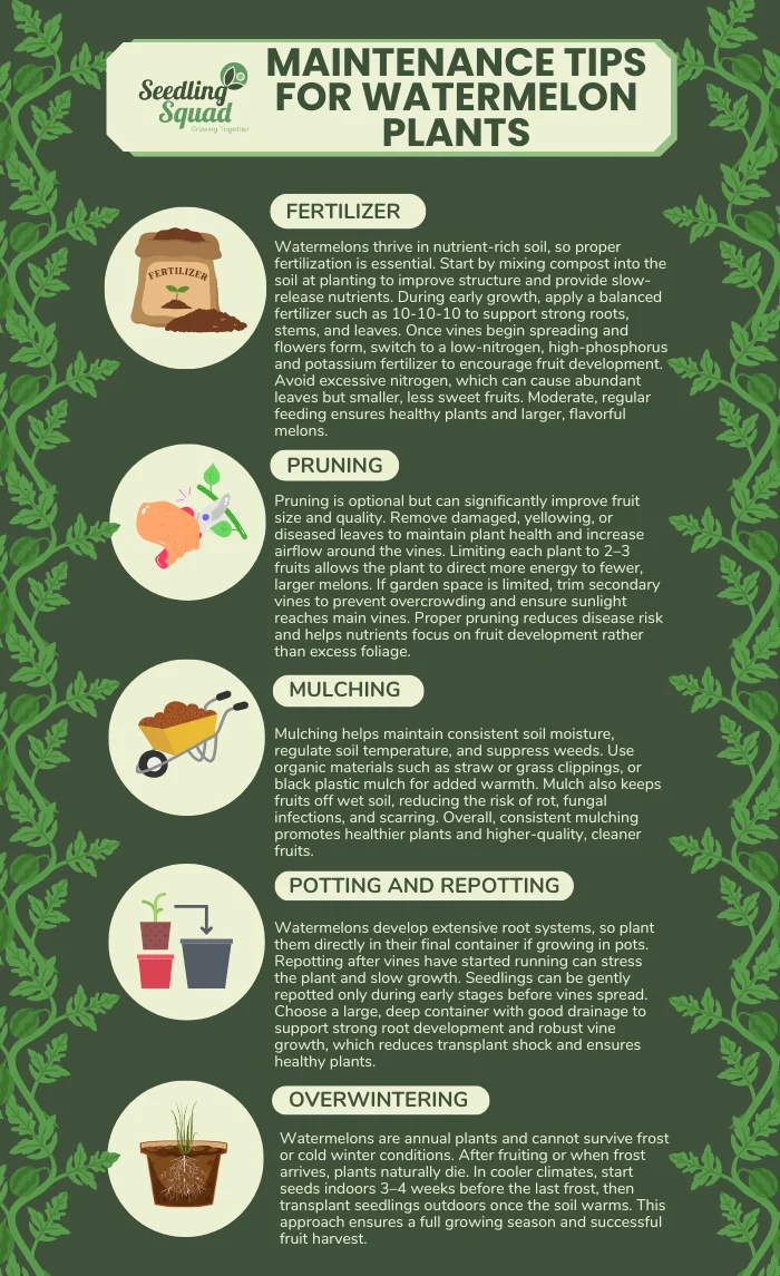 Maintenance Tips for Watermelon Plants infographic