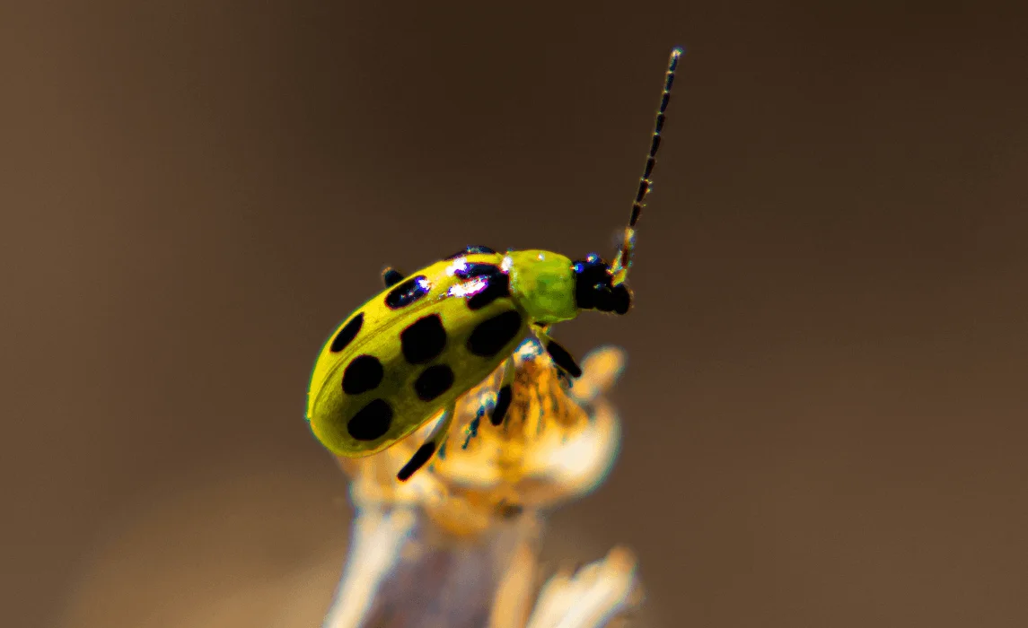 cucumber beetle closeup