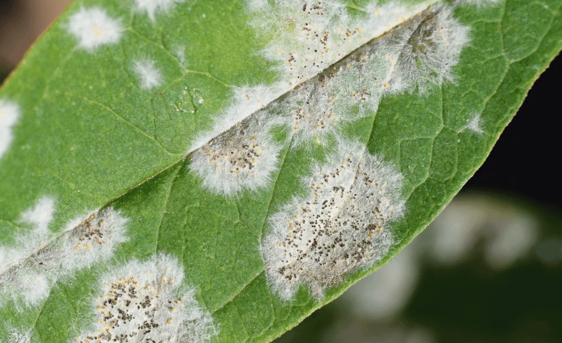 powdery mildew closeup