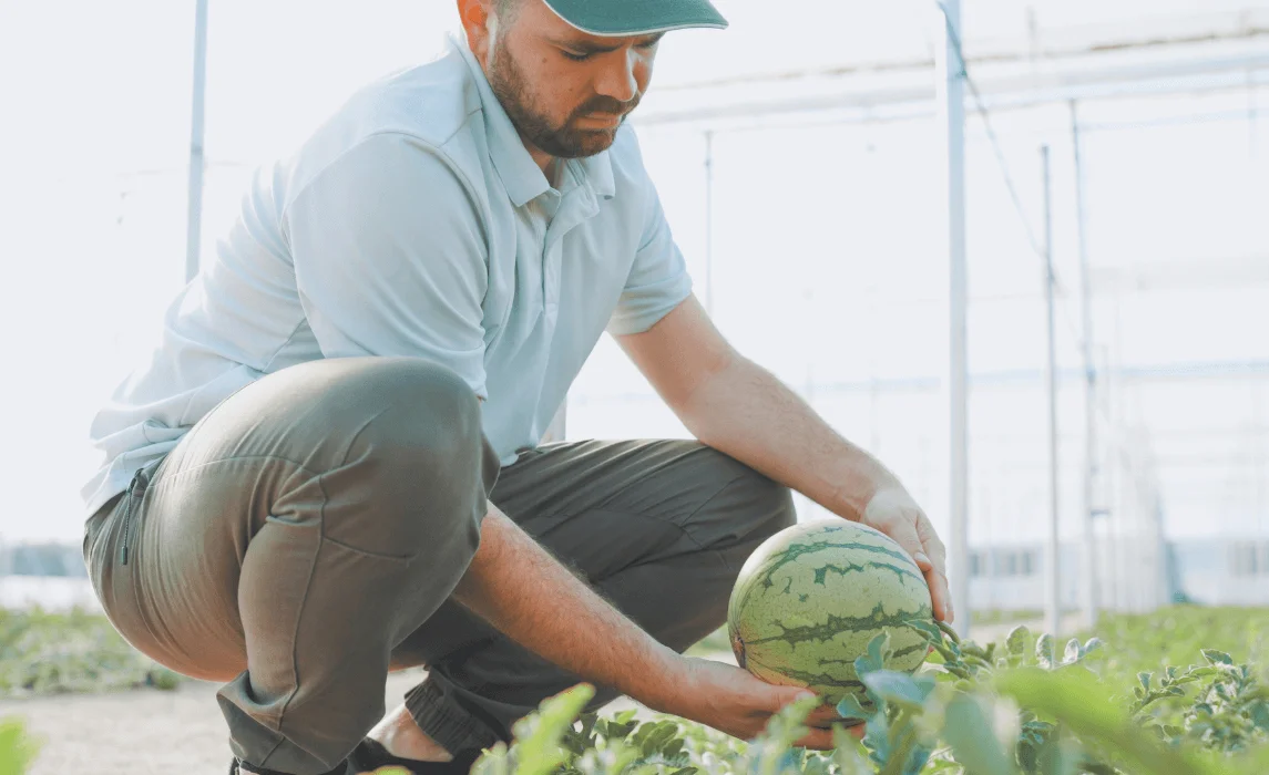 man harvesting watermelon