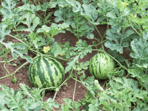 Best Tips to Grow Watermelon in Your Garden