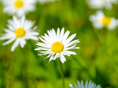 Growing Daisies: Your Beginner-Friendly  Garden Guide to Planting Daisies from Seed