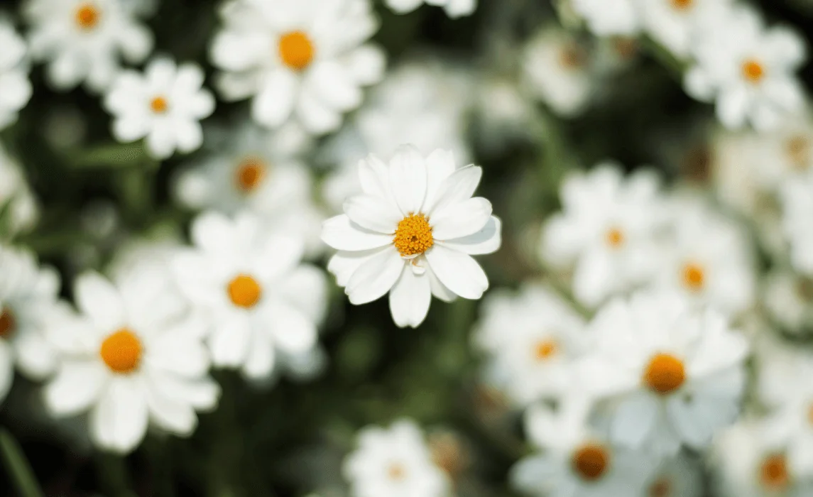 Growing Daisies: Your Beginner-Friendly  Garden Guide to Planting Daisies from Seed