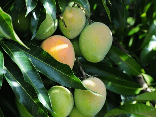 How to Grow a Mango Tree From Seed