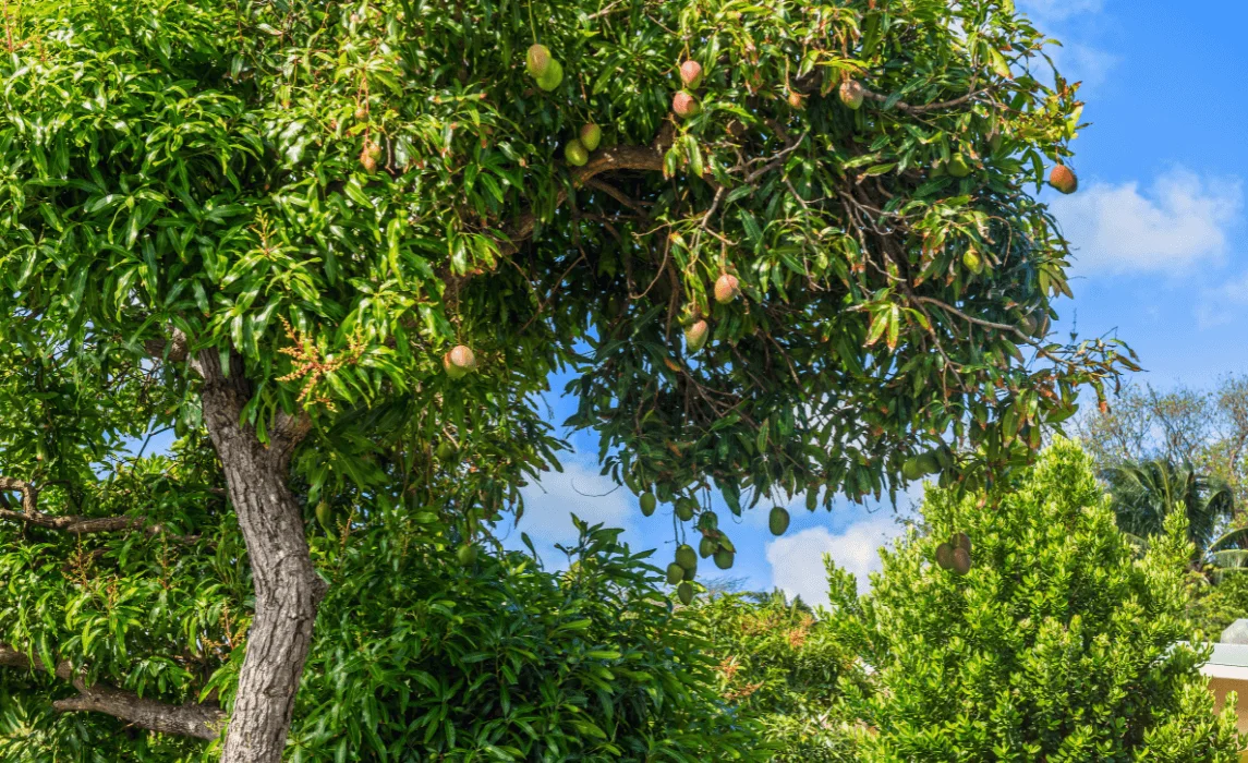 How to Grow a Mango Tree From Seed