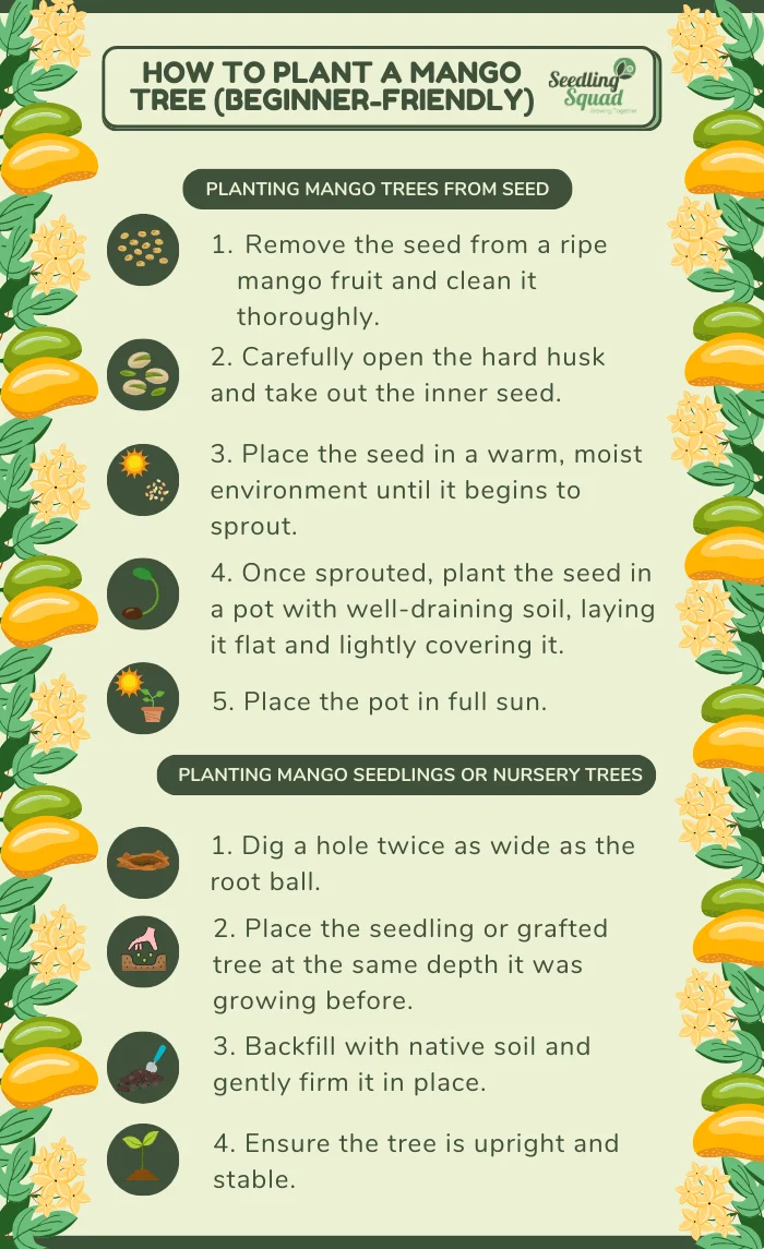How to Plant a Mango Tree (Beginner-Friendly) infographic
