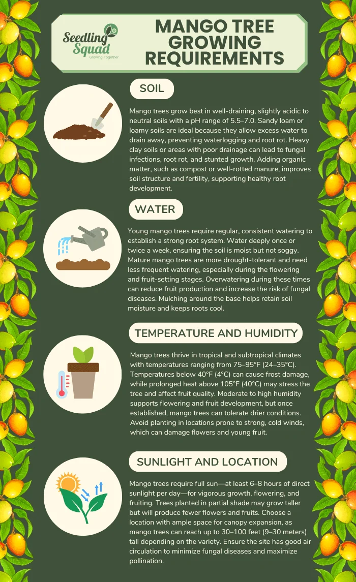 Mango Tree Growing Requirements infographic