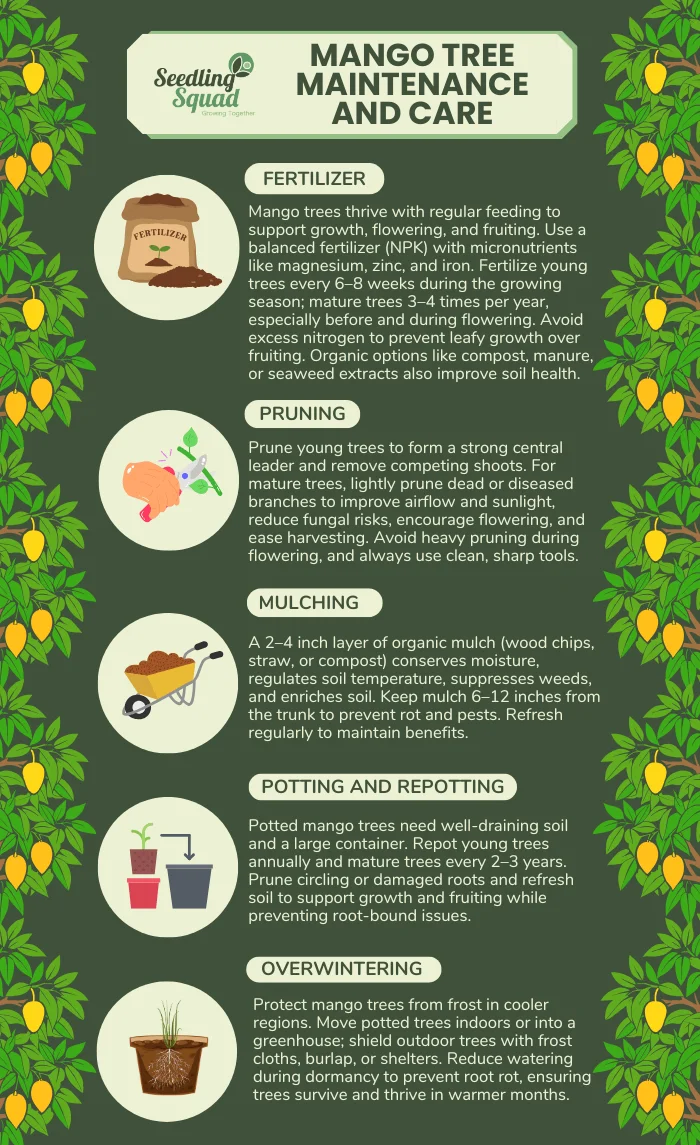 Mango Tree Maintenance and Care infographic