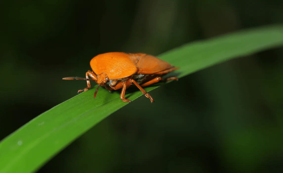 mango tree pest closeup
