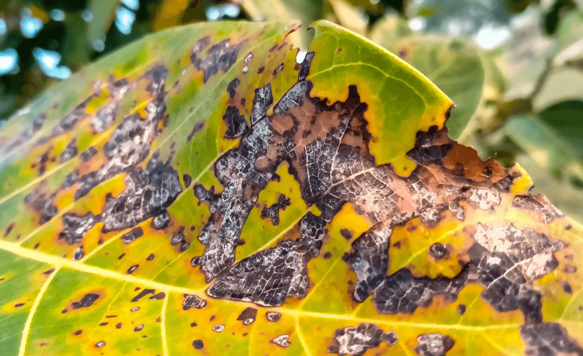 Anthracnose mango tree disease