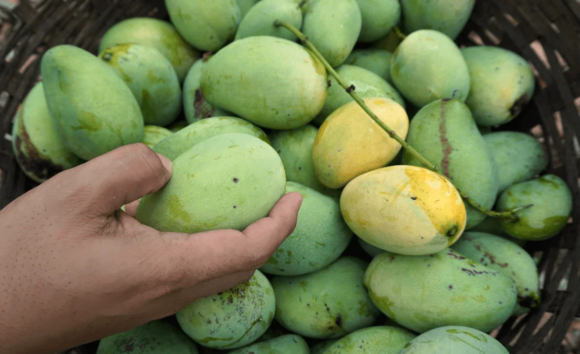 mango harvesting in a basket