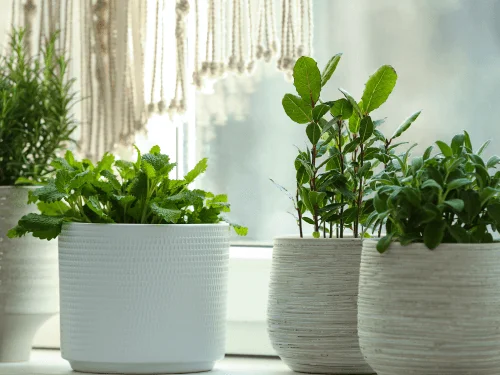 Choosing the Best Windowsill Plants