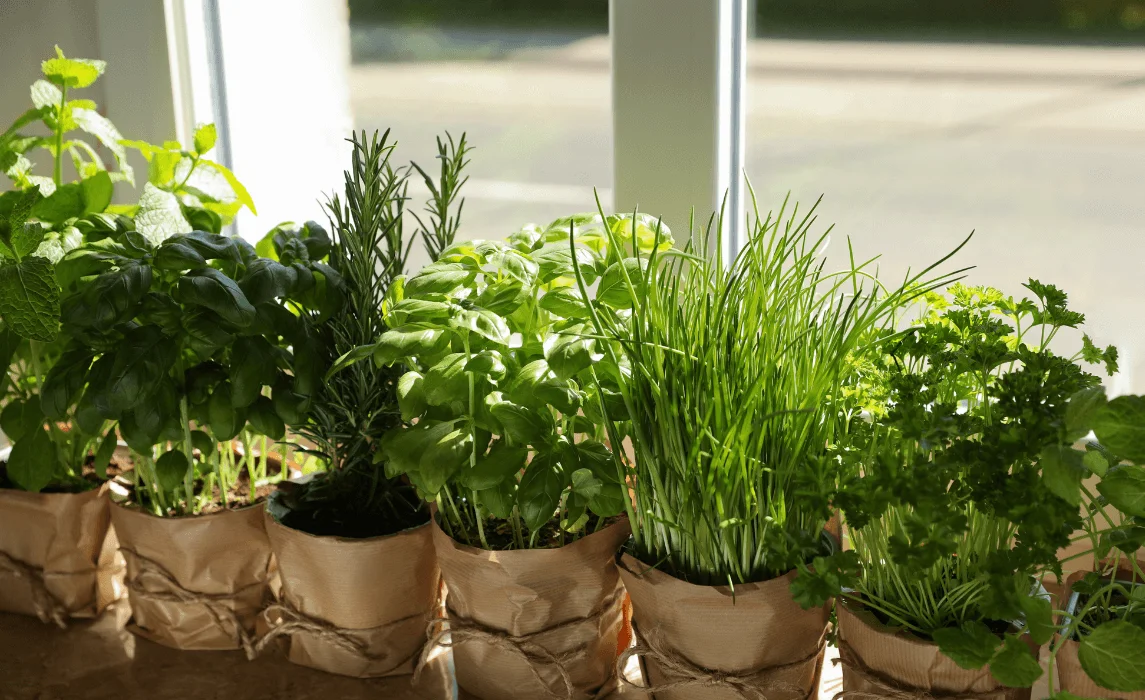 Choosing the Best Windowsill Plants