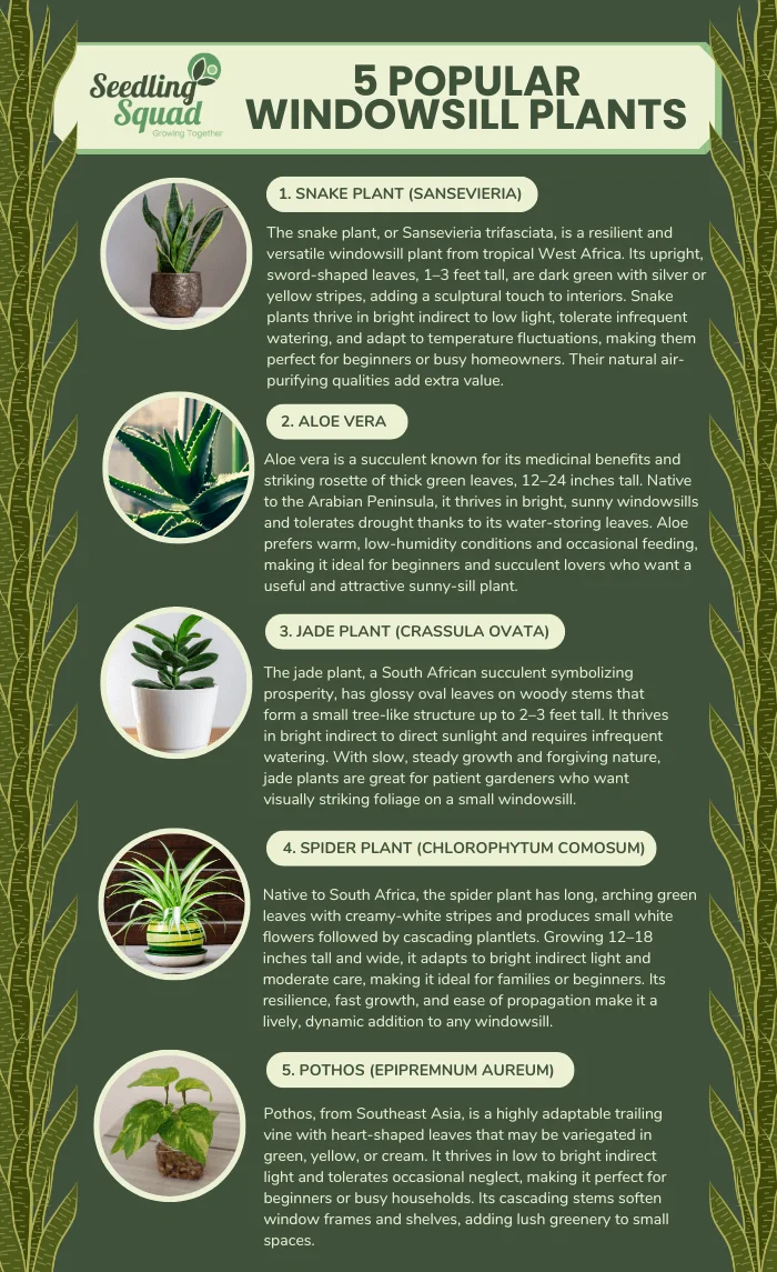 10 Best Windowsill Plants infographic
