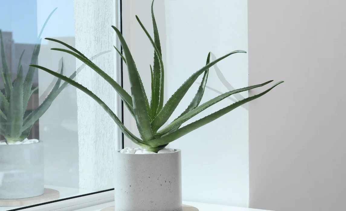 Aloe Vera plant closeup