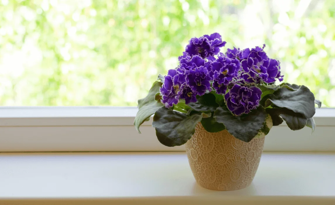 African Violet plant closeup