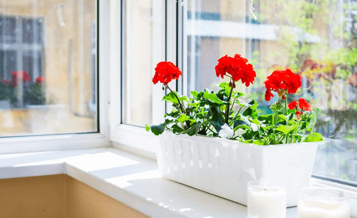 Geranium plant closeup