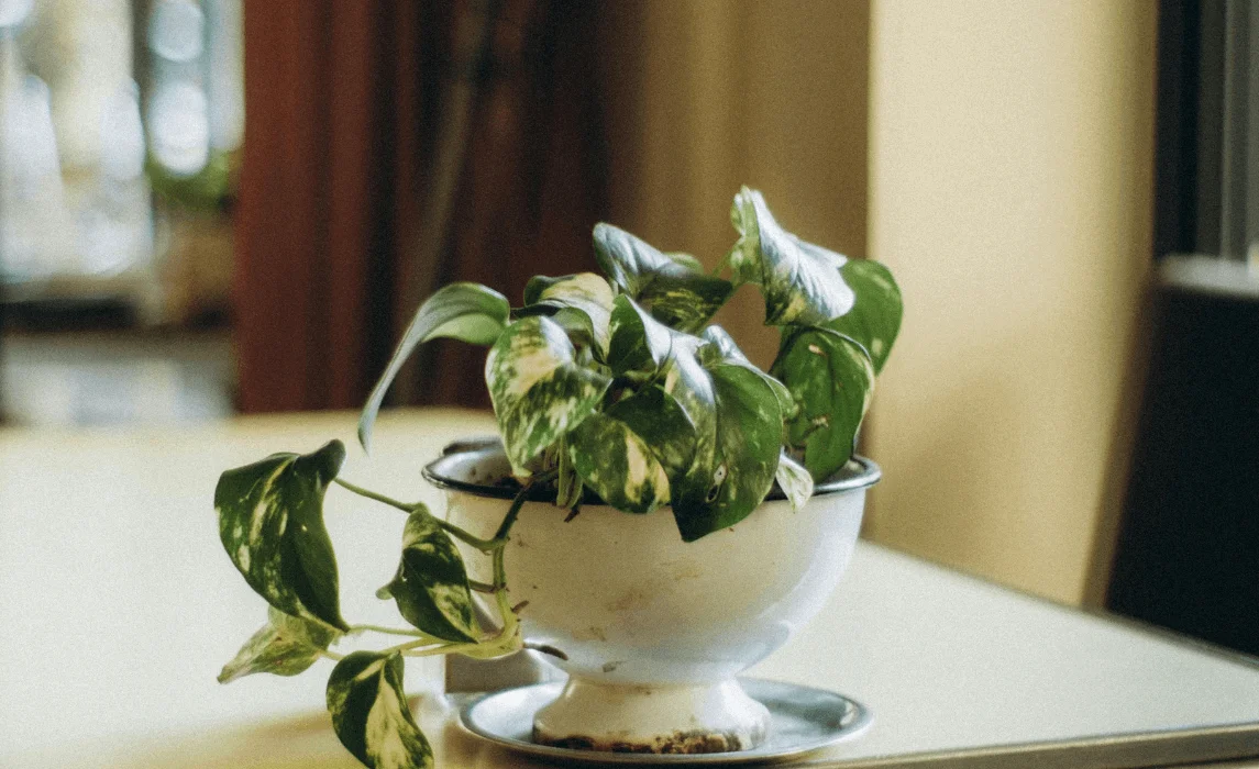 Pothos plant closeup