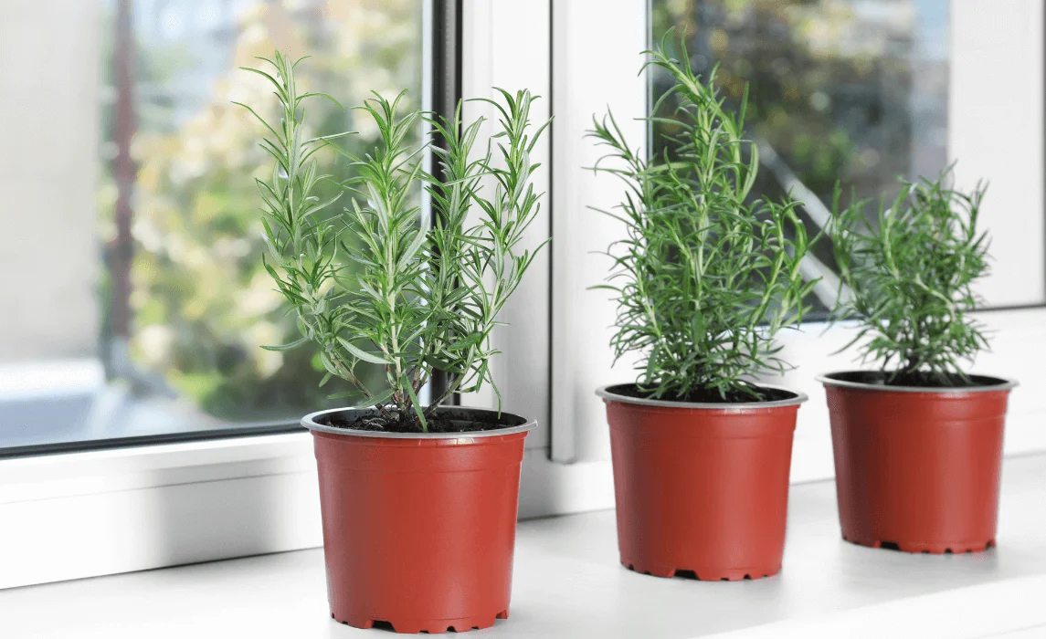 Rosemary plants closeup