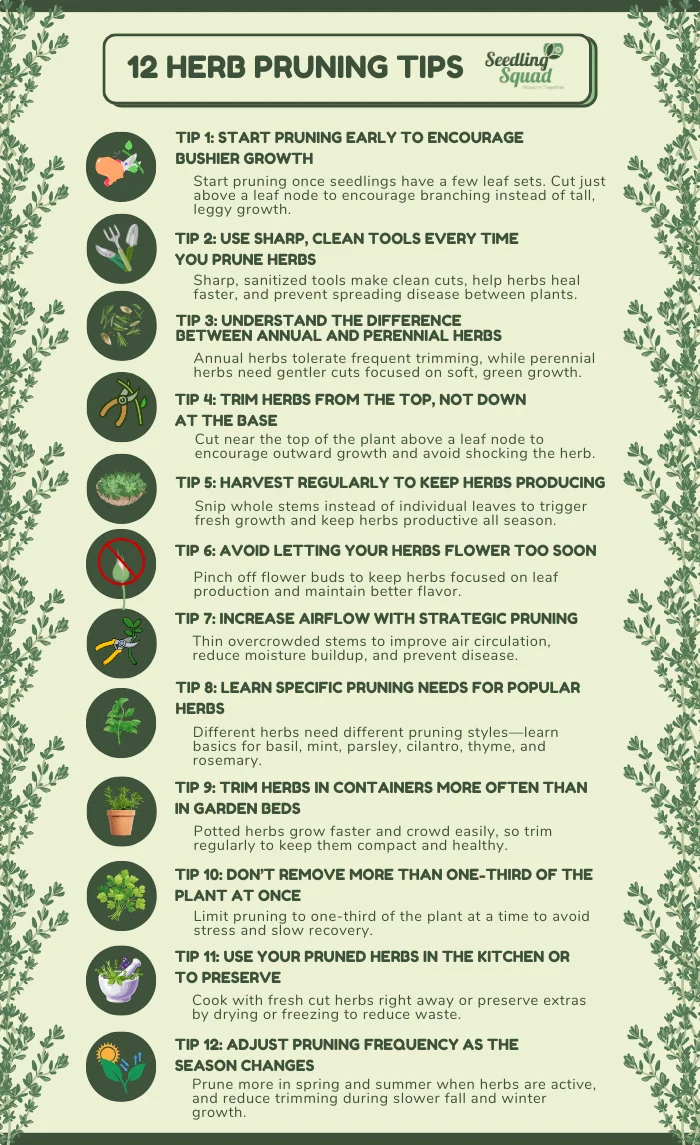 12 Herb Pruning Tips infographics