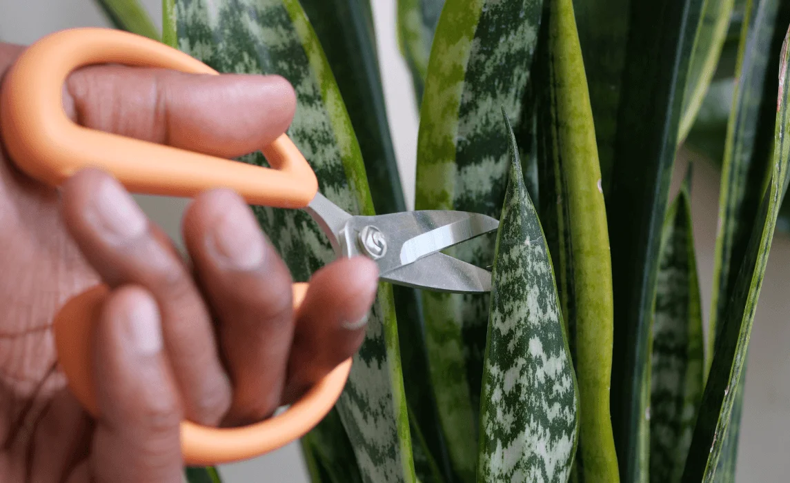 closeup of pruning shears working on a snake plant
