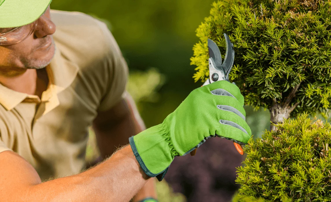 man trimming herbs using shears