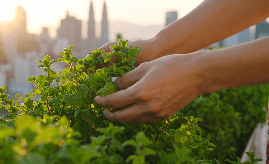 hands harvesting mint leaves